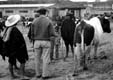 Cattle bargaining