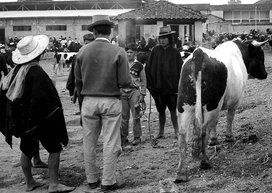 Cattle buyers and sellers