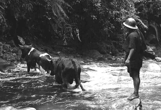 Cattle crossing river