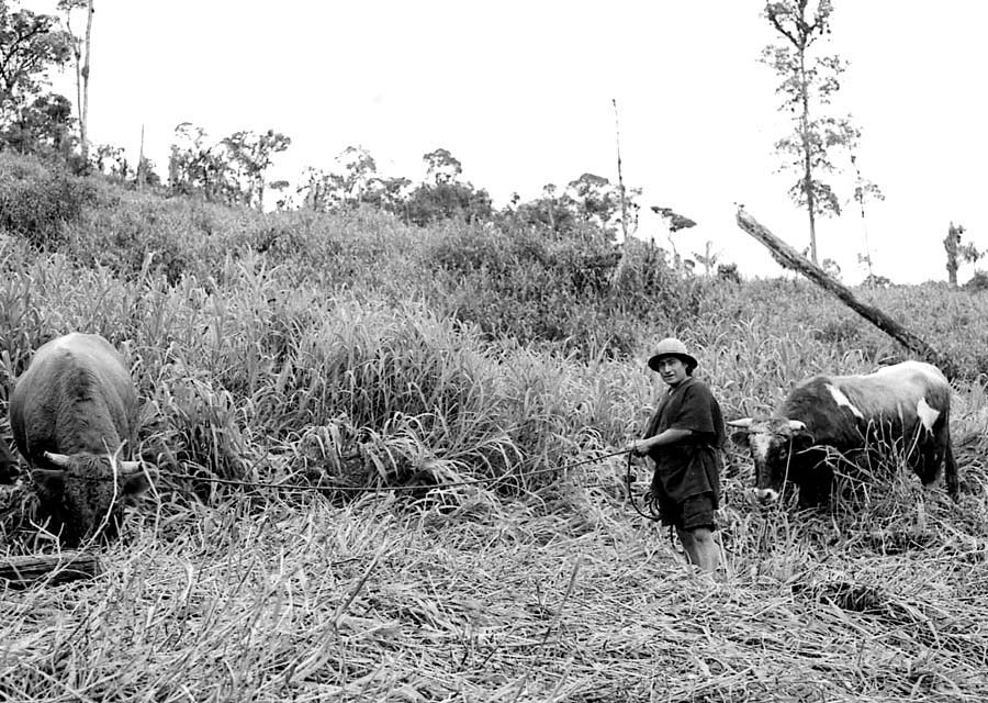 Esperanza pasture