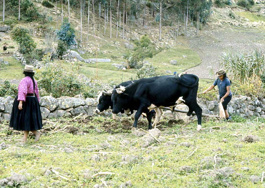 Plowing in Las Lagunas