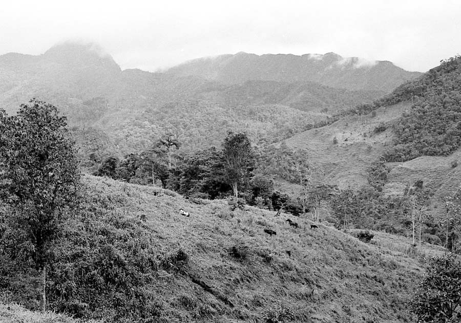 Yacuambi area pasture