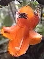 Orange
  flower