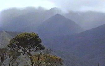 Yamala cloud forest