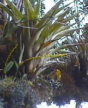 orchids and
  bromiliads on branch