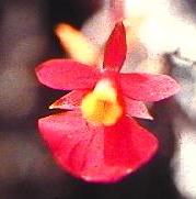 orchid