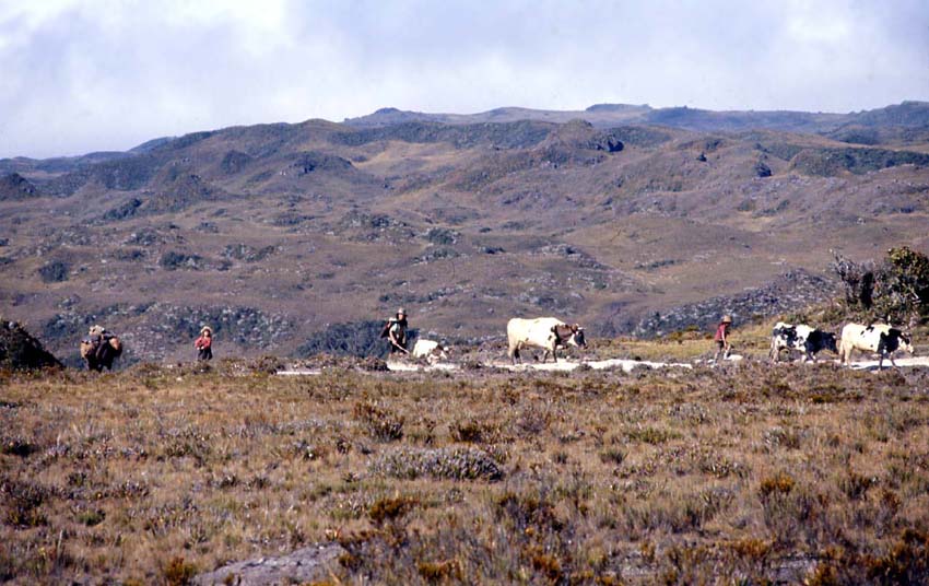 Cattle on trail to Yacuambi