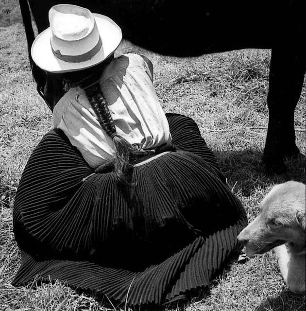 Milking a cow