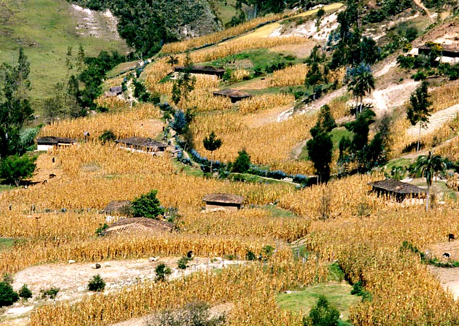 Yucucapa 1981
